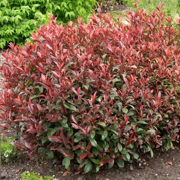 Photinia x fraseri &#039;Carre Rouge&#039; - Korallberkenye