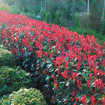 Photinia x fraseri &#039;Little Red Robin&#039; - Korallberkenye