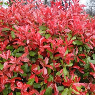 Photinia &#039;Red Select&#039; - Korallberkenye
