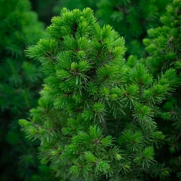 Picea glauca 'Conica' – Cukorsüvegfenyő