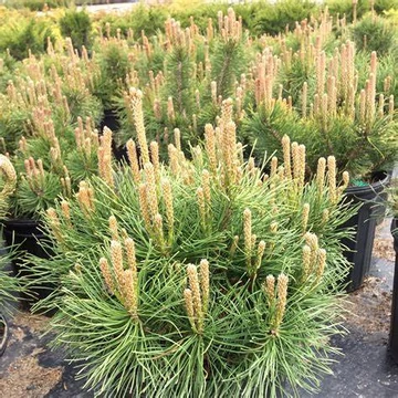 Pinus mugo 'Pumilio' – Havasi törpefenyő