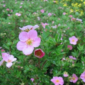 Potentilla fruticosa &#039;Lovely Pink&#039;® (syn.: &#039;Pink Beauty&#039;) - Cserjés pimpó