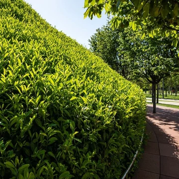 Prunus laurocerasus 'Ani' – Babérmeggy