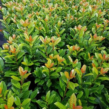 Prunus laurocerasus 'Antonius' - Babérmeggy