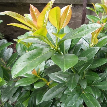 Prunus laurocerasus 'Baumgartner' - Babérmeggy