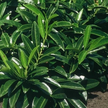 Prunus laurocerasus &#039;Caucasica&#039; - Babérmeggy