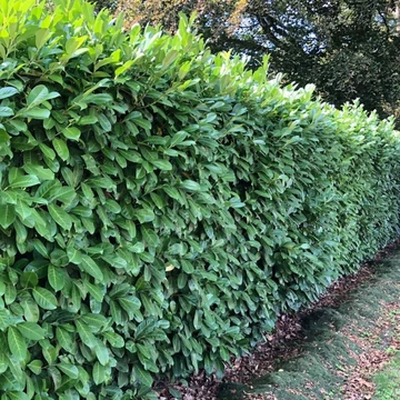 Prunus laurocerasus &#039;Elly&#039; - Babérmeggy