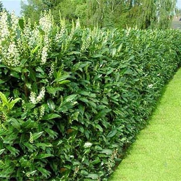 Prunus laurocerasus 'Genolia' - Babérmeggy