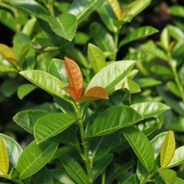 Prunus laurocerasus 'Kleopátra' - Babérmeggy
