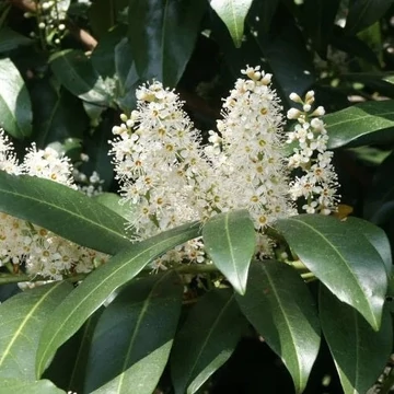 Prunus laurocerasus 'Novita' - Babérmeggy