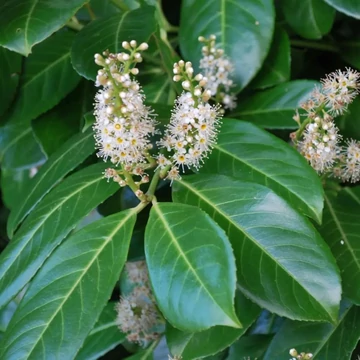 Prunus laurocerasus 'Rotundifolia' - Babérmeggy