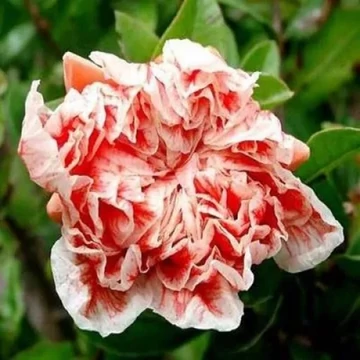 Punica granatum 'Legrelliae' – Teltvirágú dísz-gránátalma