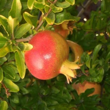 Punica granatum &#039;Hicaz&#039; - Gránátalma (termős)