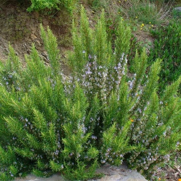 Rosmarinus officinalis - Rozmaring