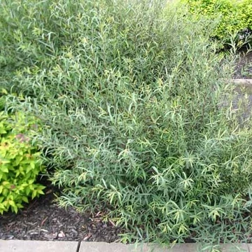 Salix purpurea 'Gracilis' – Uráli csigolyafűz