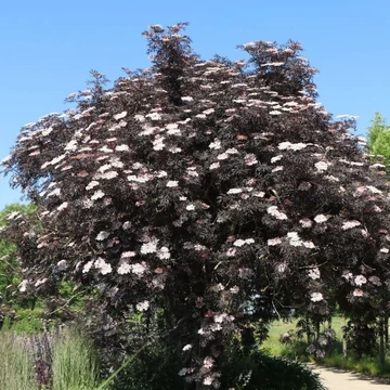 Sambucus nigra &#039;Black Lace&#039; - Bodza