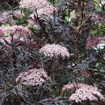 Sambucus nigra &#039;Black Tower&#039; - Bodza