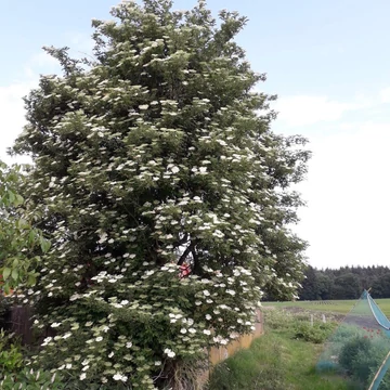 Sambucus nigra &#039;Haschberg&#039; - Bodza