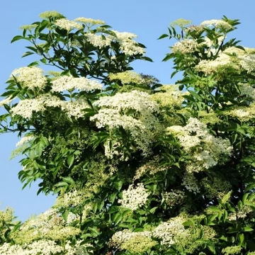 Sambucus nigra 'Sampo' - Bodza