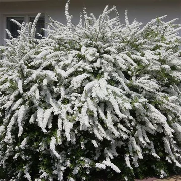 Spiraea cinerea &#039;Grefsheim&#039; - Hamvas gyöngyvessző