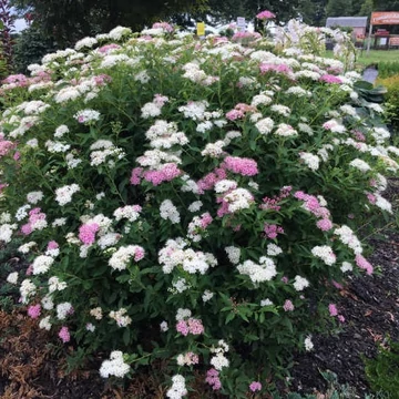 Spiraea japonica 'Genpei' (syn.: 'Shirobana') – Japán gyöngyvessző