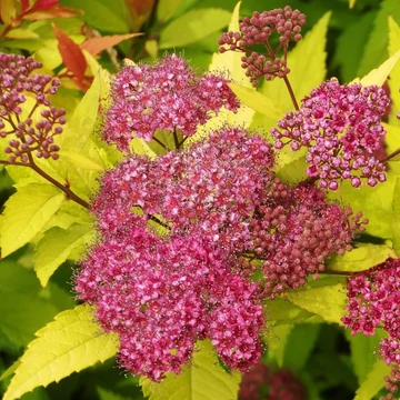 Spiraea japonica 'Goldflame' - Japán gyöngyvessző