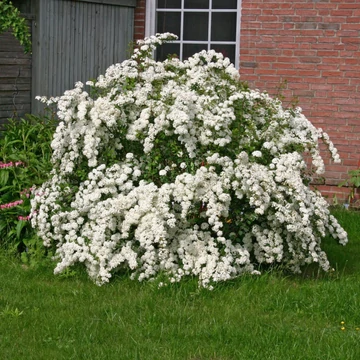 Spiraea vanhouttei - Közönséges gyöngyvessző