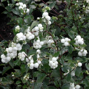 Symphoricarpos x doorenbosii 'White Hedge' – Hóbogyó