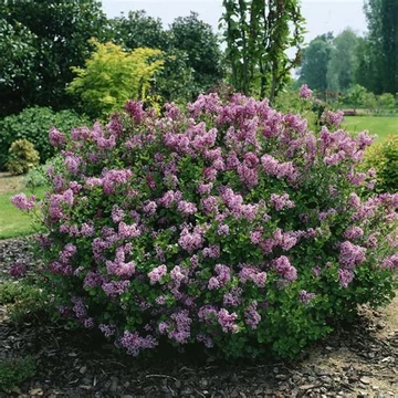 Syringa meyeri &#039;Palibin&#039; - Törpe orgona