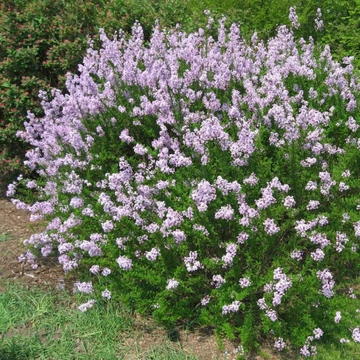 Syringa patula &#039;Miss Kim&#039; - Törpe orgona, bársonyos orgona