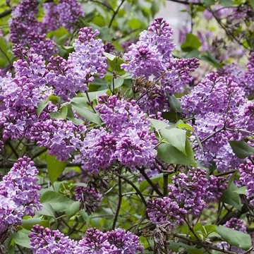 Syringa vulgaris – Közönséges orgona