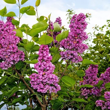 Syringa vulgaris &#039;Andenken an Ludwig Spath&#039; - Orgona