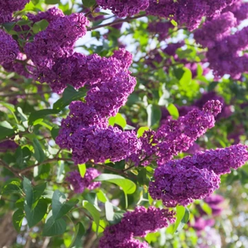 Syringa vulgaris &#039;Charles Joly&#039; - Orgona