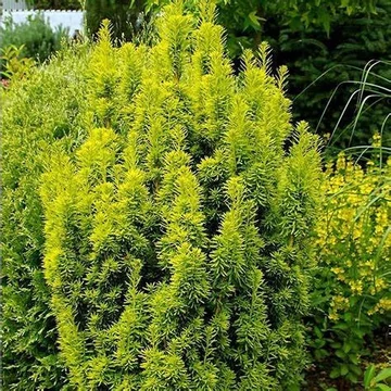Taxus baccata 'David' – Tiszafa
