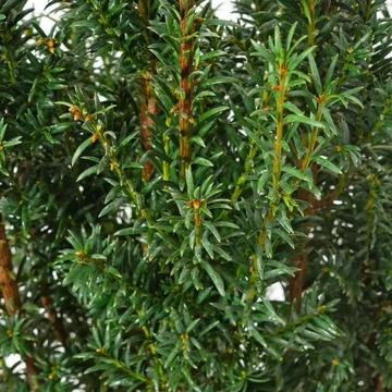 Taxus baccata 'Overeynderi' – Tiszafa