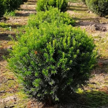 Taxus media &#039;Groenland&#039; - Tiszafa