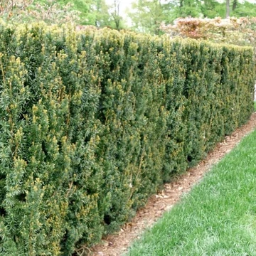 Taxus x media &#039;Hillii&#039; - Tiszafa