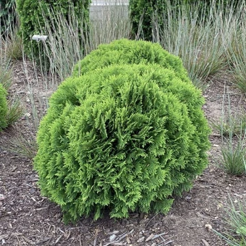 Thuja occidentalis 'Danica' – Nyugati tuja