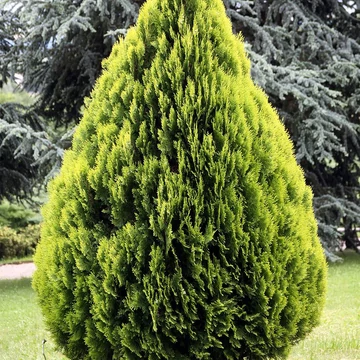 Thuja (Platycladus) orientalis 'Aurea Nana' - Keleti tuja