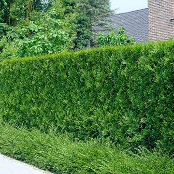 Thuja plicata &#039;Atrovirens&#039; - Óriás tuja