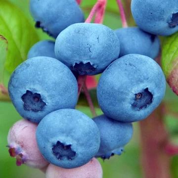 Vaccinium corymbosum &#039;Chandler&#039; - Kék fürtös áfonya