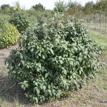 Viburnum rhytidophyllum 'Willowwood' – Ráncoslevelű bangita