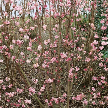 Viburnum x bodnantense - Kikeleti bangita