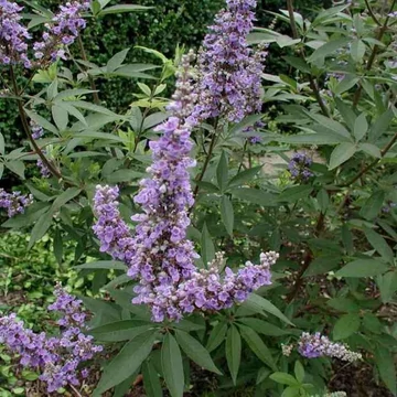 Vitex agnus-castus 'Latifolia' – Illatos barátcserje