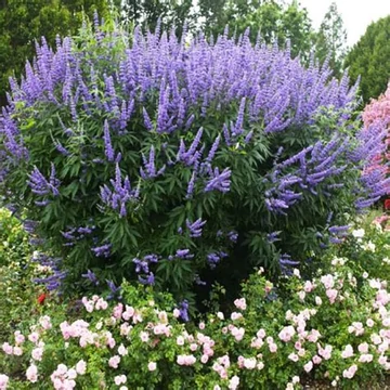 Vitex agnus-castus - Illatos barátcserje
