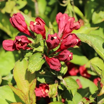 Weigela 'Cherry Love'® – Rózsalonc