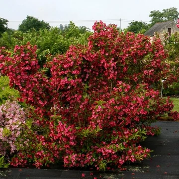 Weigela florida 'Brigela'® (syn.: 'Moulin Rouge'®) – Rózsalonc