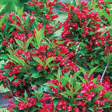 Weigela florida 'Red Prince' – Rózsalonc