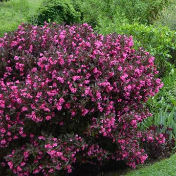 Weigela florida 'Alexandra' (syn.: 'Wine and Roses') – Rózsalonc