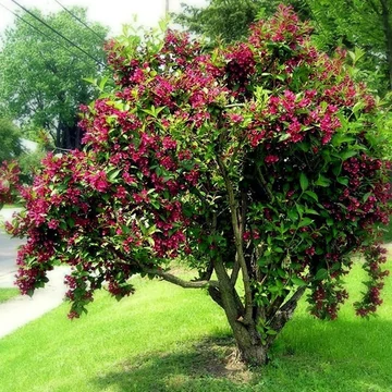 Weigela 'Bristol Ruby' – Rózsalonc